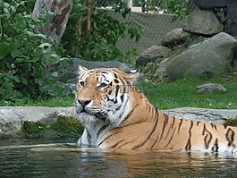 母老虎,性質(zhì),動(dòng)物園