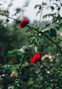 玫瑰,花,綻放