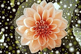 嬌琴紗,開花,廠