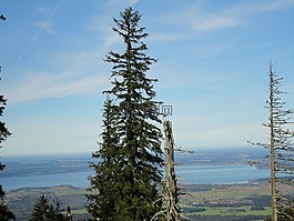 云杉,山,高山