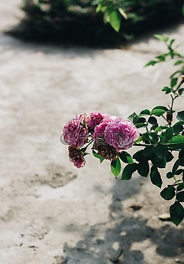 玫瑰,花,綻放
