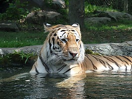 母老虎,性質(zhì),動(dòng)物園