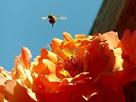 蜜蜂,玫瑰,開(kāi)花