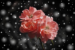 玫瑰,花,鮮花