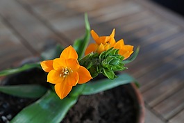 milchstrern,花,橙
