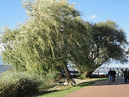 steinhuder 海,树,垂柳