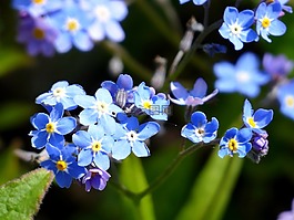花,藍色,開花