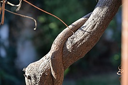 分支機構(gòu),樹,藤