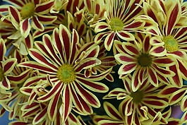 菊花,花,黃色