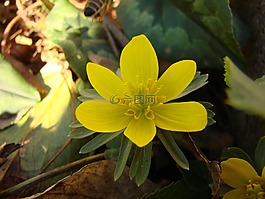 花,黃色,黃色花