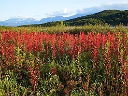 性質(zhì),景觀,山