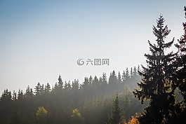 霧,云,樹