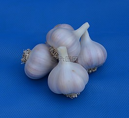 大蒜,燈泡,白
