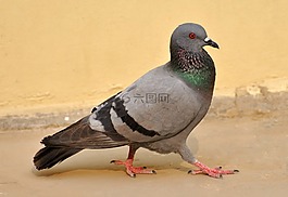 鴿子,鳥,特寫