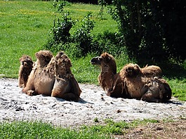 駱駝,動物園,動物