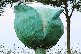 白菜,科爾,農(nóng)業(yè)