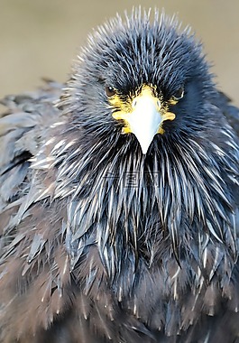 但,捕食鳥,鳥
