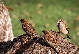 麻雀,動物世界,鳥