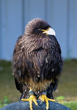 但,捕食鳥,鳥