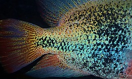 魚,動(dòng)物,海