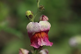 沒(méi)有一個(gè)人,戶外,花卉