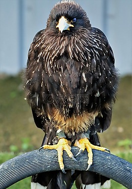 但,捕食鳥,鳥