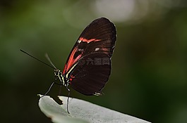 蝴蝶,動物,昆蟲