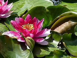 水百合,植物,性質(zhì)