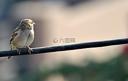 麻雀,鳥,棕色