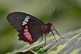 蝴蝶,動物,昆蟲