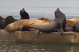 海獅,海洋生命,海洋