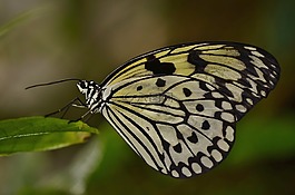 蝴蝶,動物,昆蟲
