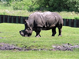 白犀牛,動(dòng)物園,犀牛