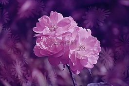 玫瑰,花,鮮花