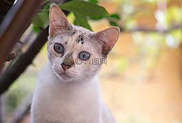 貓,動(dòng)物,貓科動(dòng)物