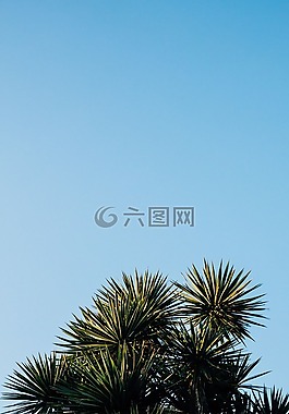 綠色,葉,植物