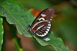 蝴蝶,動(dòng)物,昆蟲(chóng)