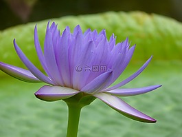 睡蓮,水生植物,花