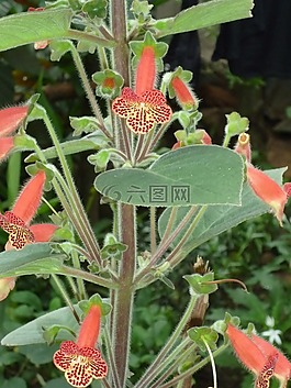 植物,鮮花,紅色