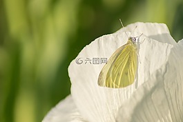 蝴蝶,昆蟲,罌粟
