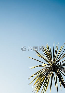綠色,植物,樹