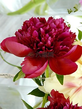 花,開花,牡丹