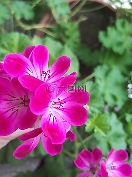花,自然,植物