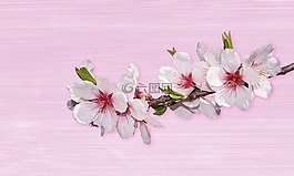 花,性質(zhì),廠