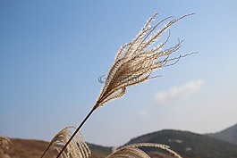 里德,木材,景觀