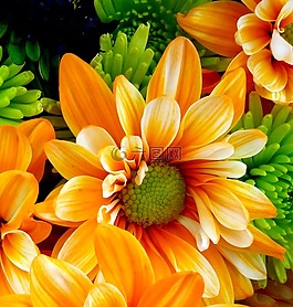 花,自然,花園