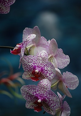 花,自然,植物區(qū)系