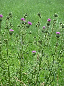 薊,野草,花園