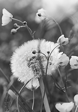 蒲公英,花,草地