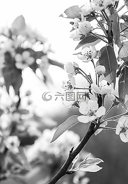 蘋果樹,開花,蘋果樹開花